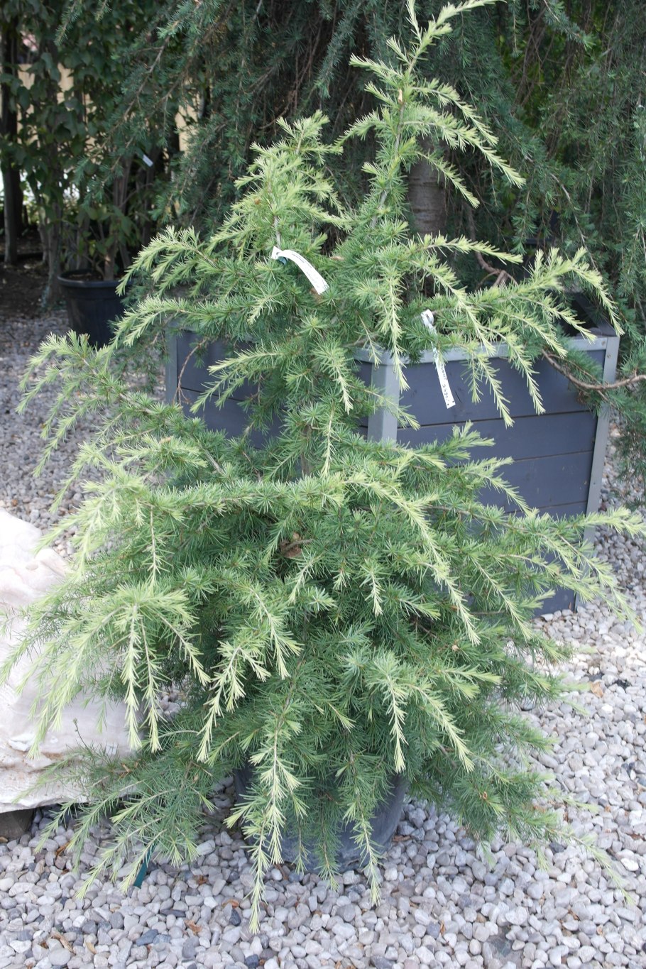 Кипарисовик нутканский Пендула Грин Эрроу