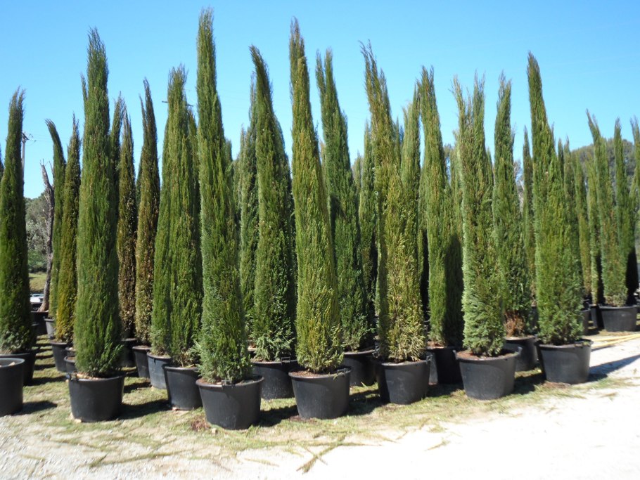 Cupressus sempervirens