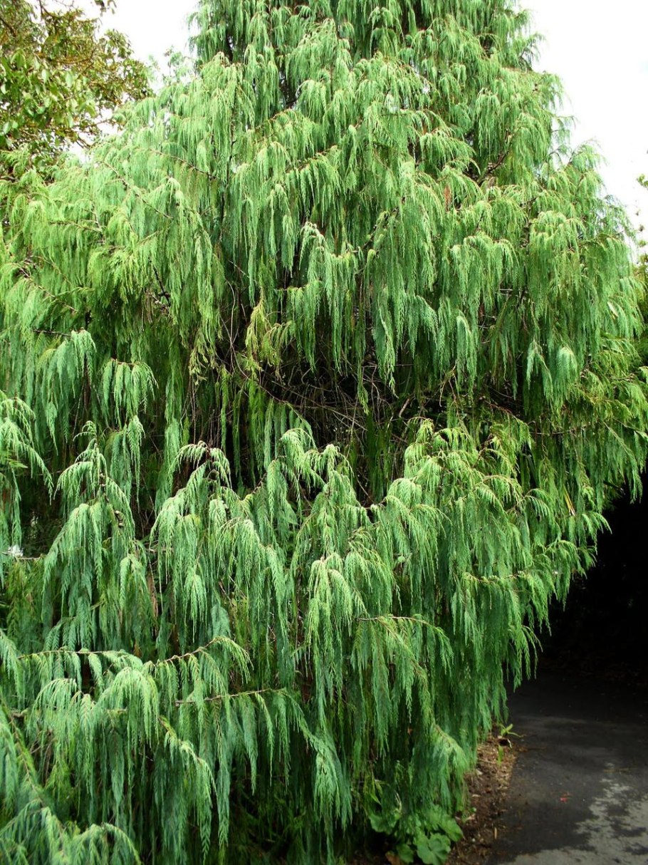 Cupressus duclouxiana Hickel