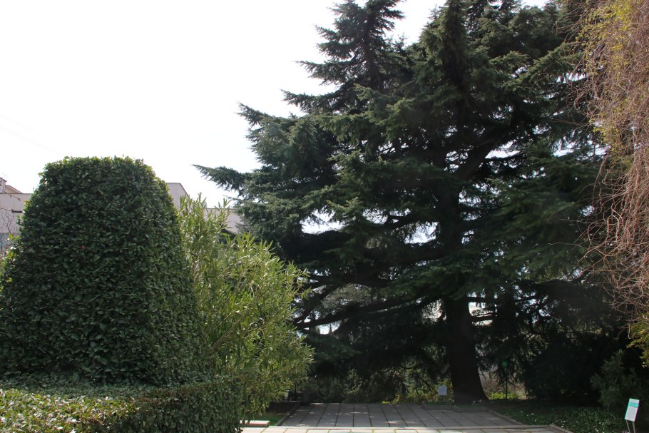 Кипарис кашмирский