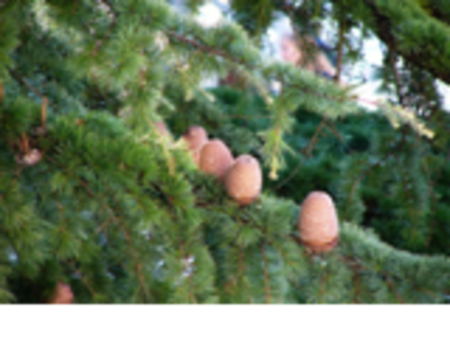 Кедр деодара Пендула