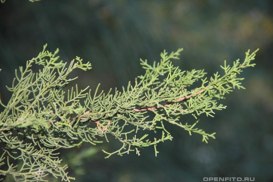 Cupressus cashmeriana