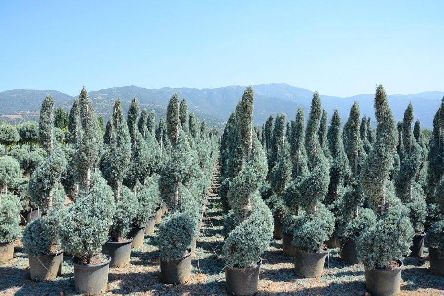 Cupressus arizonica