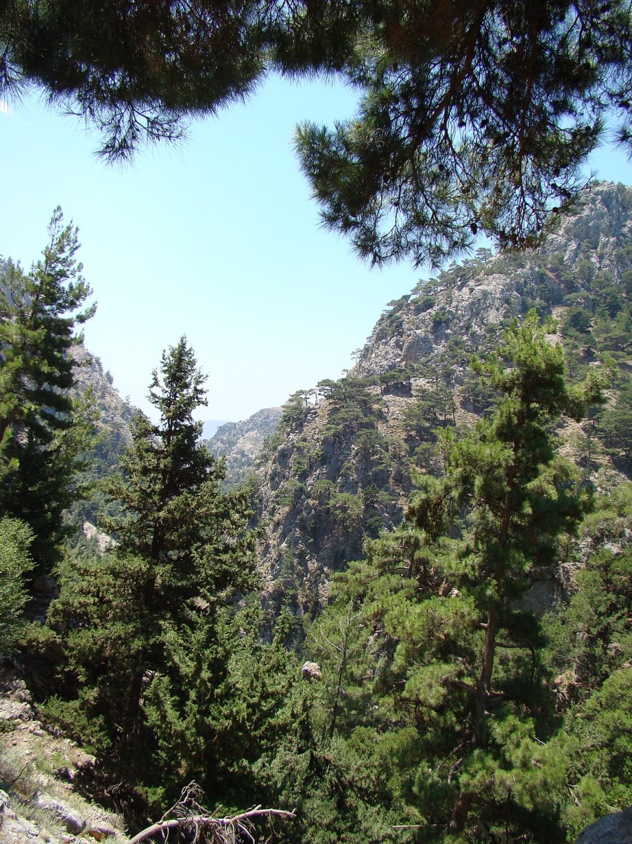 Кедр Гималайский Никитский сад Ялта