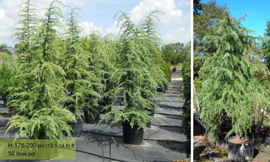 Кедр гималайский деодар