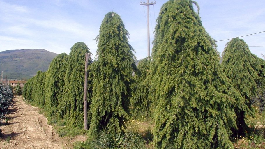 Кедр гималайский пендула