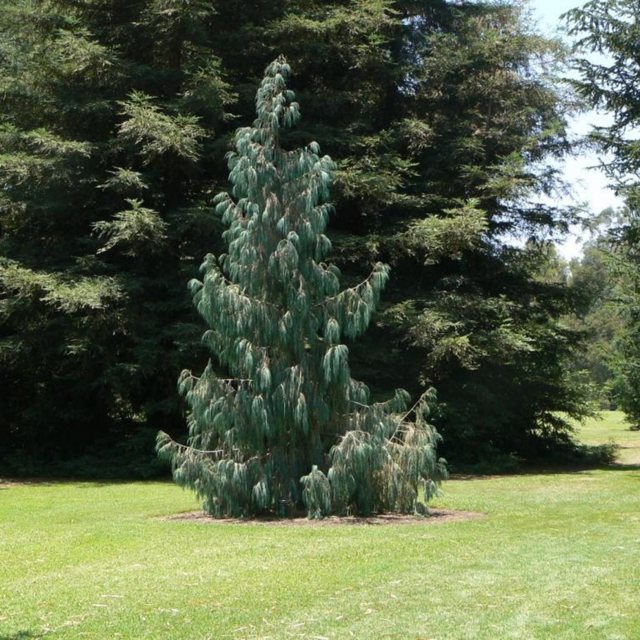 Cedrus deodara Golden Horizon