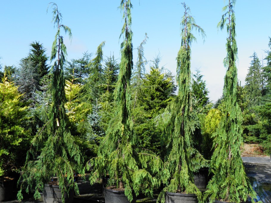 Кипарис вечнозеленый шишки