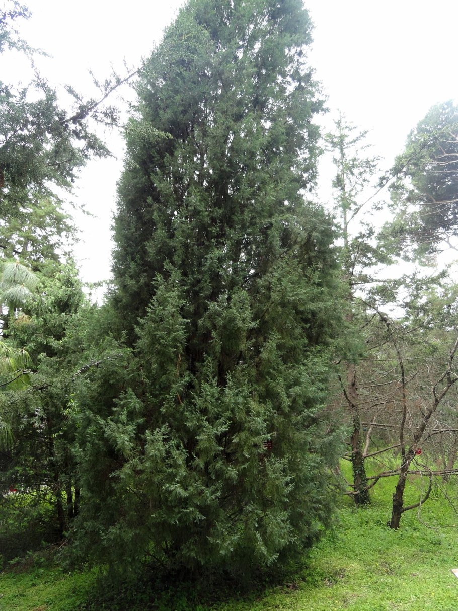 Cupressus cashmeriana
