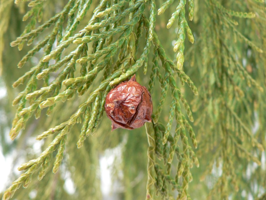 Туя Западная Пендула