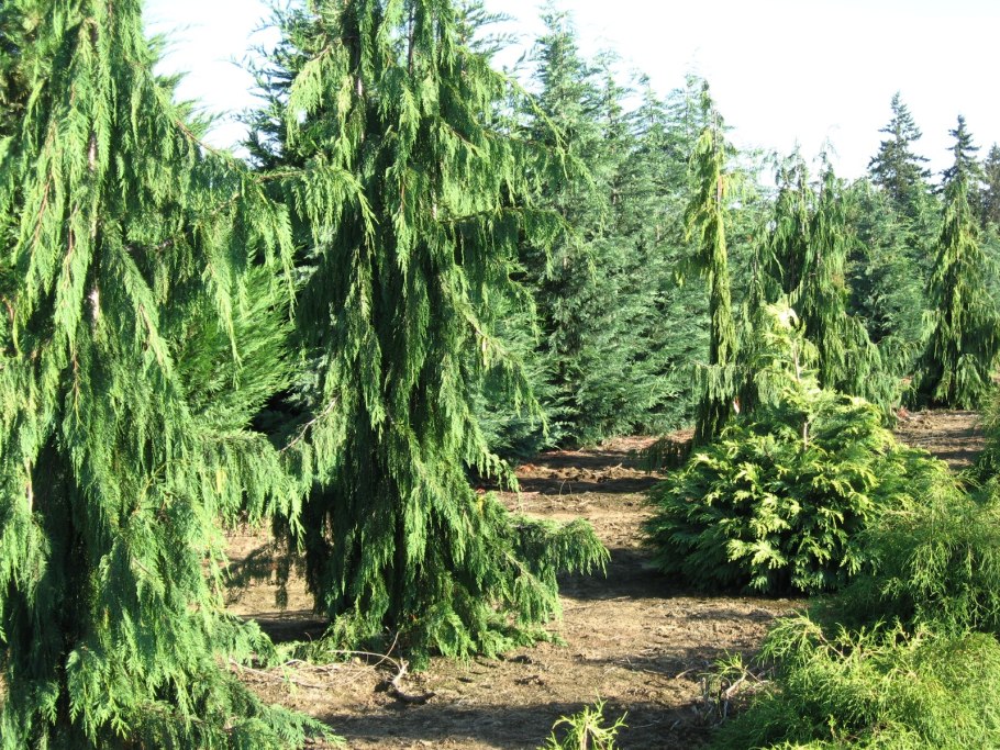 Кипарис вечнозеленый побег