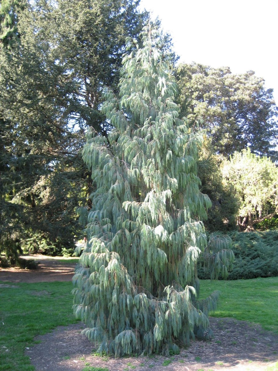 Cupressus cashmeriana
