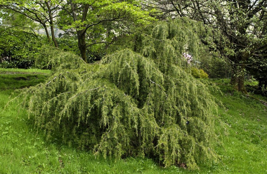 Кедр гималайский пендула