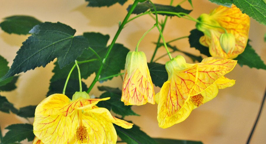 Абутилон цветок