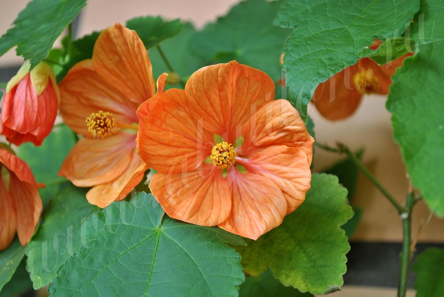 Абутилон (канатник, комнатный клен)