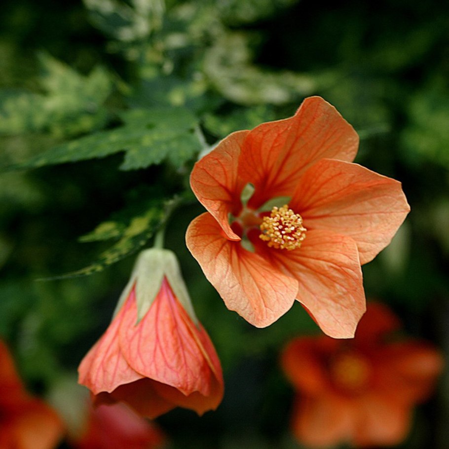 Абутилон полосатый комнатный клен