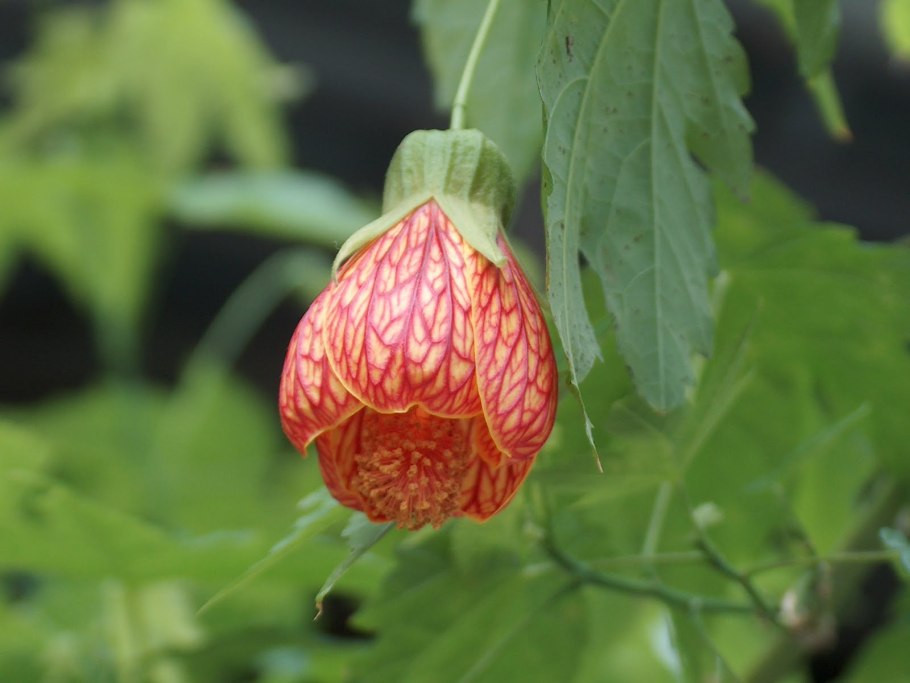 Абутилон канатник