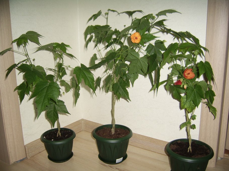 Абутилон комнатный клен