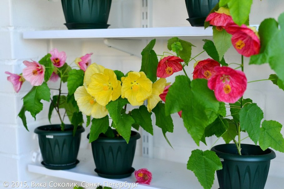 Абутилон гибридный бельвью