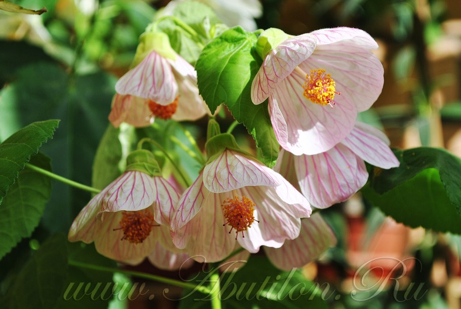 Абутилон гибридный