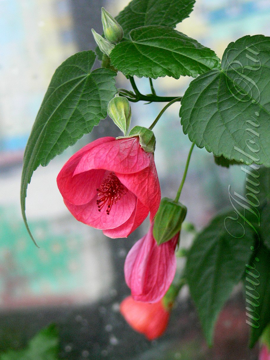 Абутилон полосатый