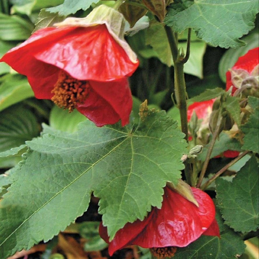 Абутилон комнатный клен красный