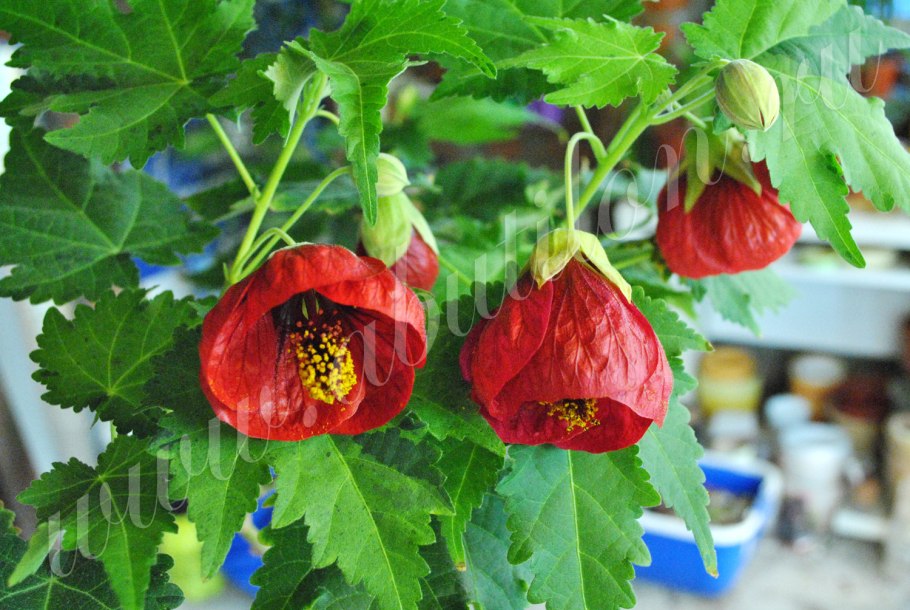 Абутилон гибридный джульетта