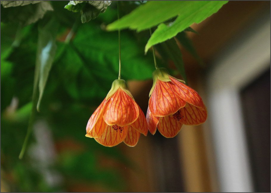 Цветок клен абутилон