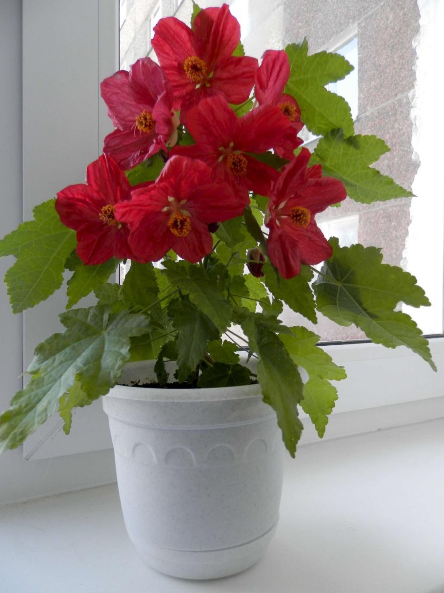 Абутилон мадам Баттерфляй