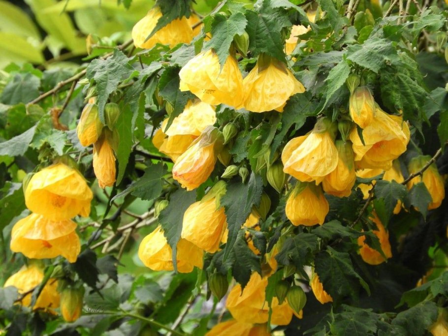 Абутилон канатник