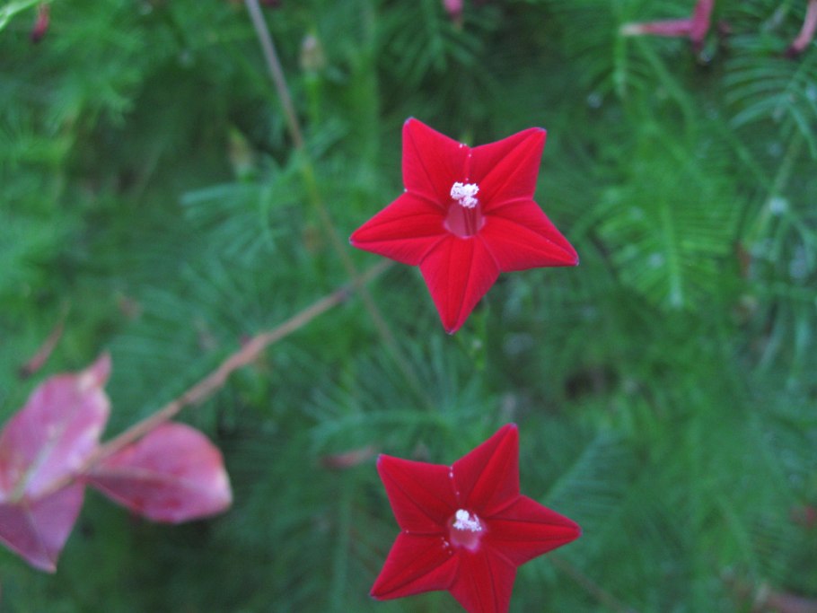 Ипомея звонница