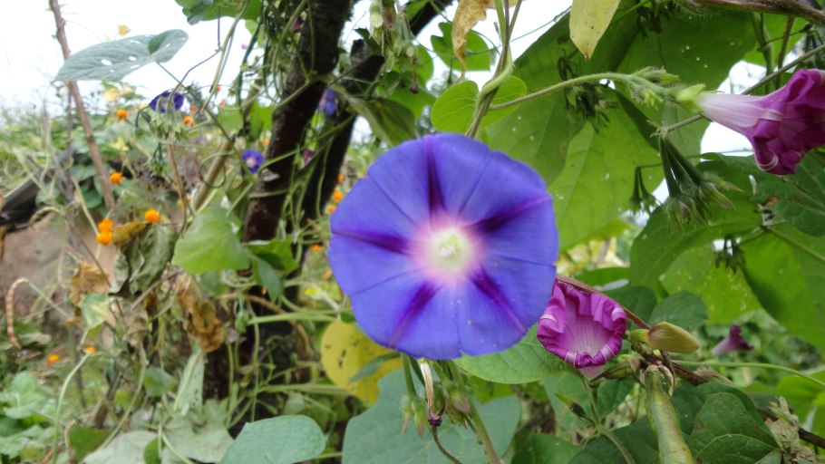 Alcea rosea 'Charters Gelb'