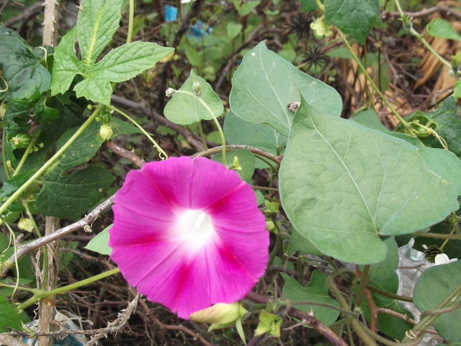 Ипомея малиновый каприз 1г (аэлита)