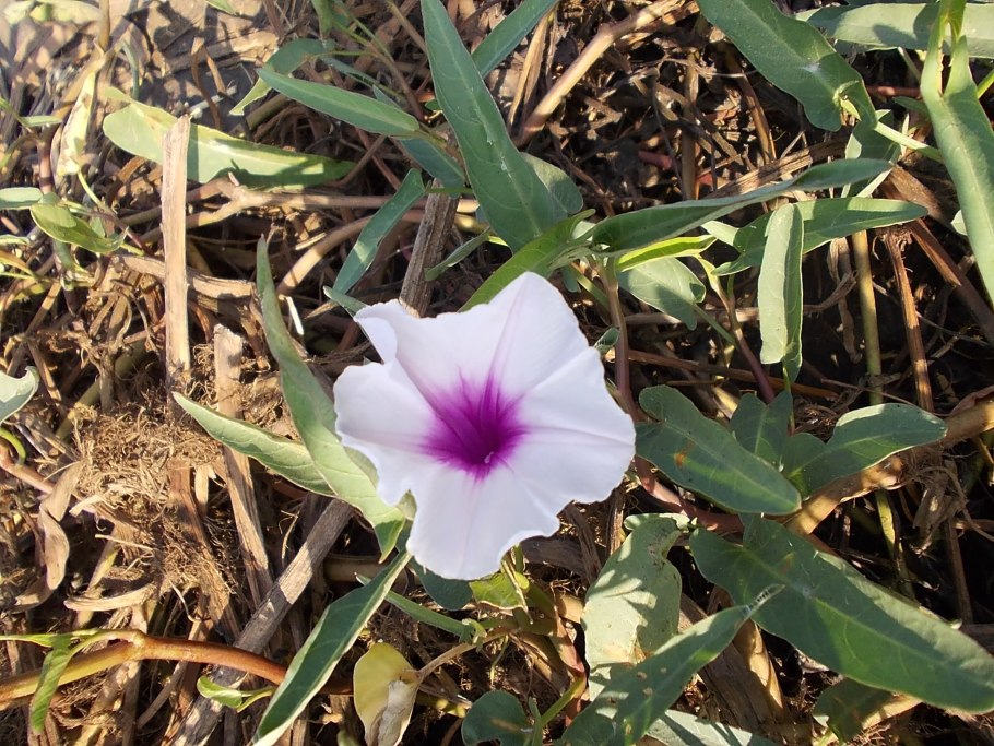 Цветок ред Глори