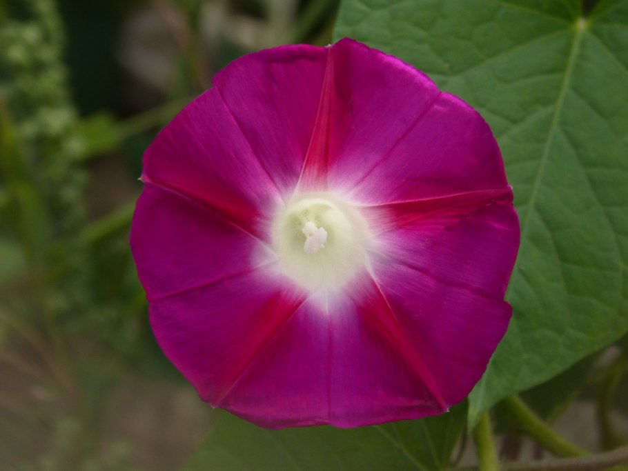 Ипомея Starshine