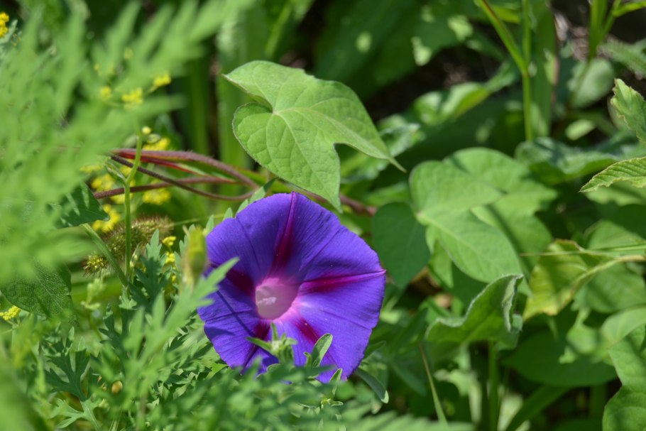 Ипомея трехцветная ipomoea tricolor