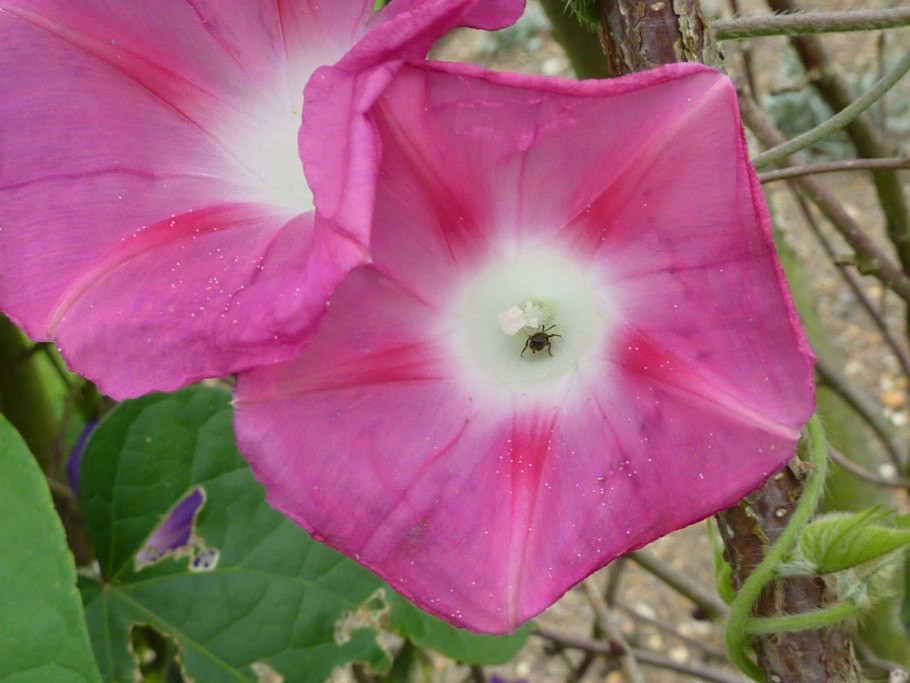 Ипомея марципановые звезды