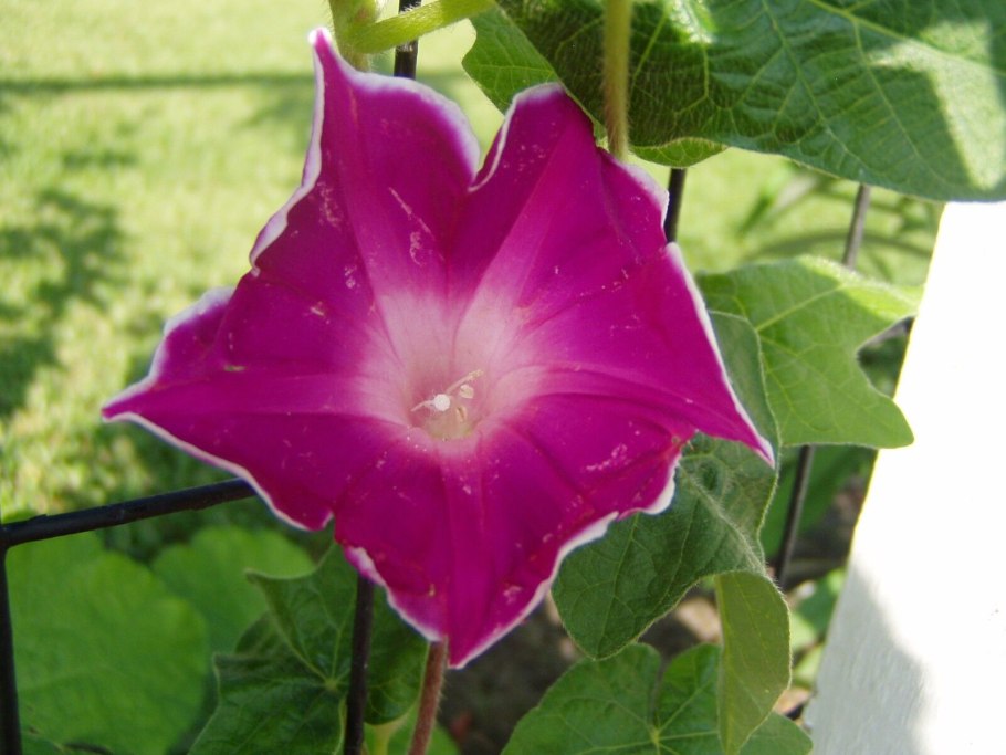 Ипомея розовое Знамя