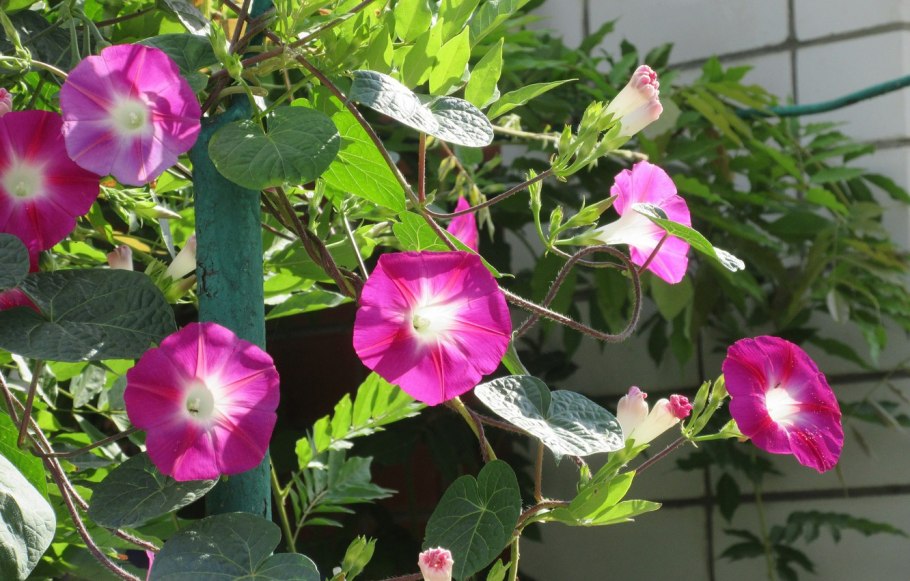 Ипомея Пикоти