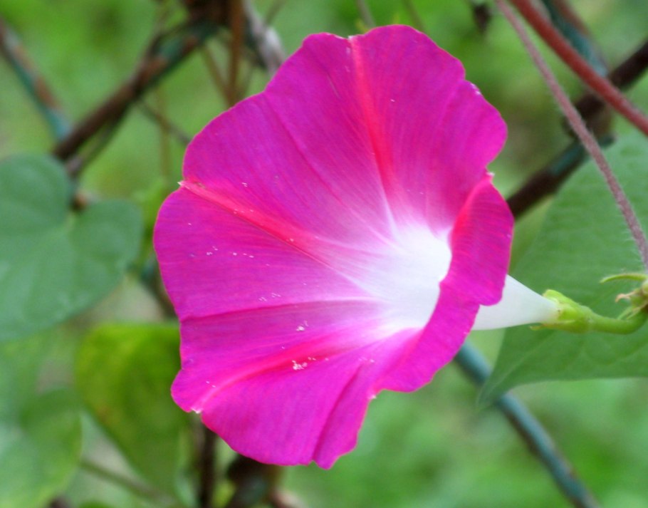 Ipomoea cairica