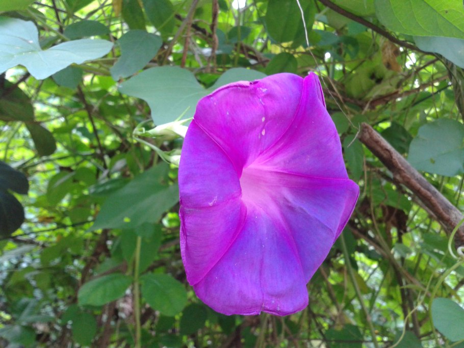 Ипомея белая лебедь