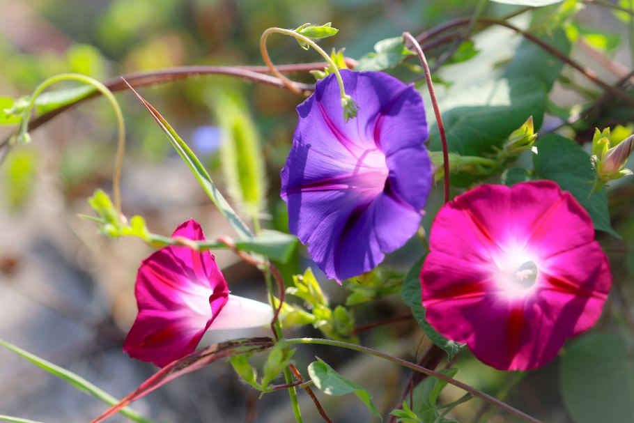 Вьюн ипомея