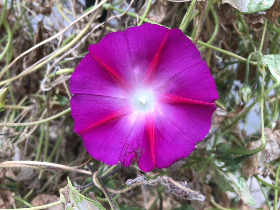 Ипомея пурпурная Раффлс