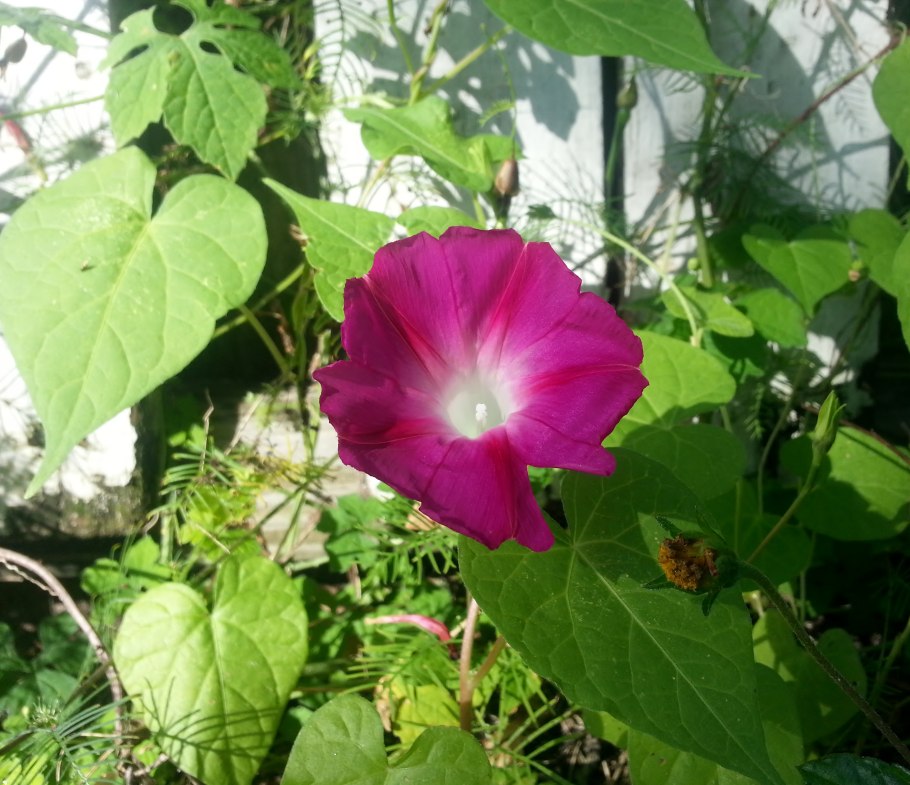 Ипомея Сюзанна