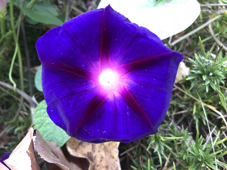 Ипомея малиновый каприз