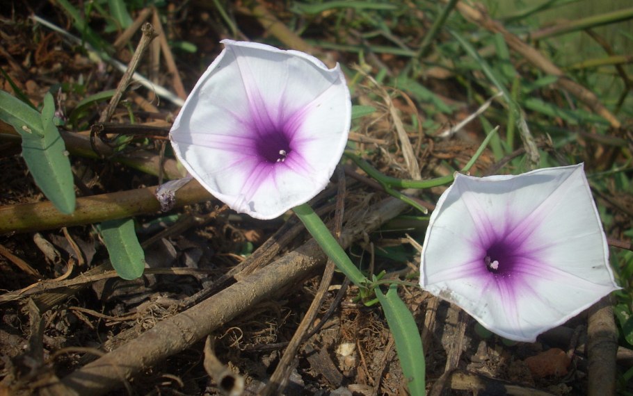 Ipomoea aquatica