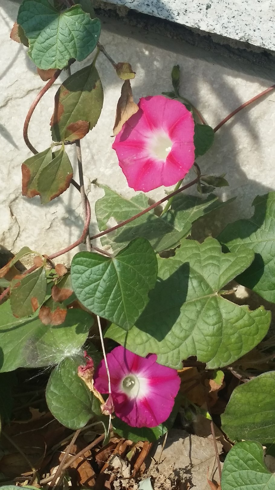 Ипомея пурпурная