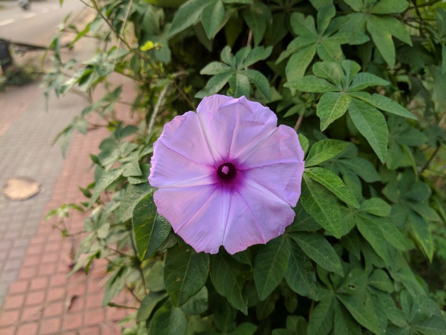 Малиновый звон ипомея даешь урожай