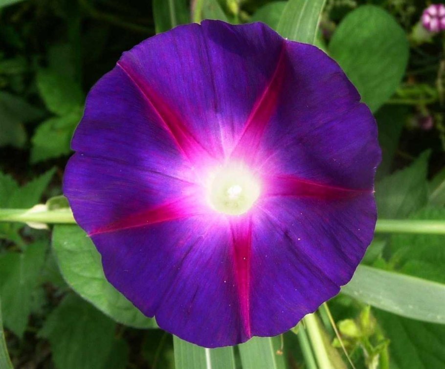 Ипомея альба