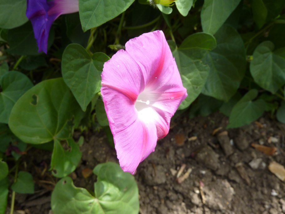 Ипомея ультрафиолет